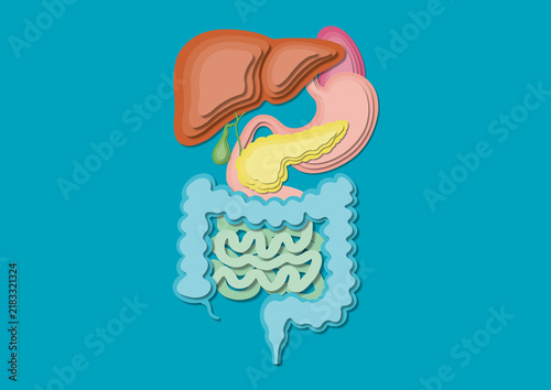 Digestive system, illustration