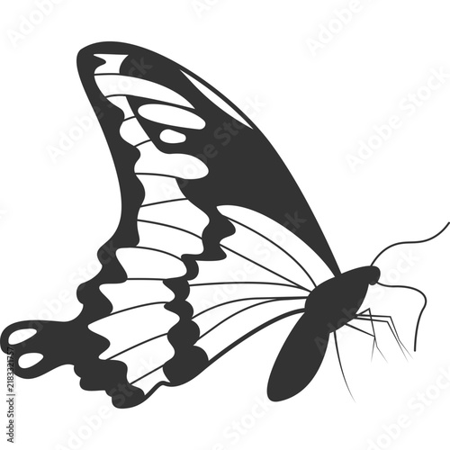 Butterfly Insect Illustration