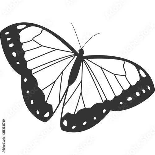 Butterfly Insect Illustration