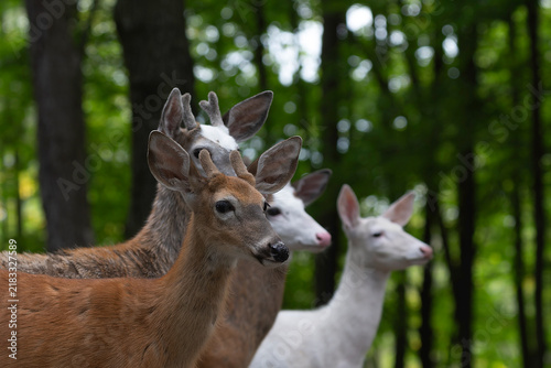 White and piebald deer, is also known as leucism.  