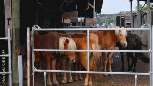 Group of horses standing behind a metal paddock fence inside a rustic wooden barn enclosure.