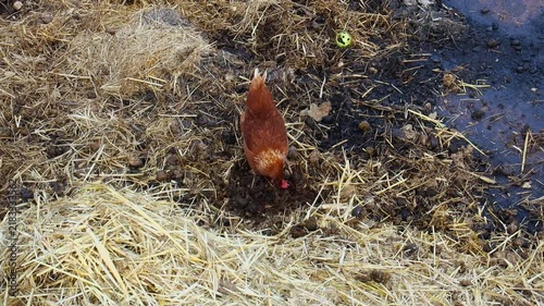 Brown hen foraging and scratching in straw and manure on a farm high angle view.