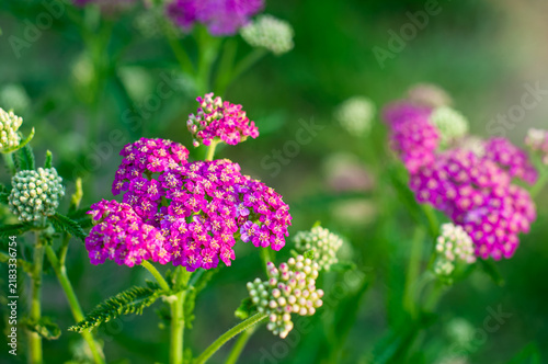 Vibrant pink yarrow flowers bloom in a sunlit garden setting