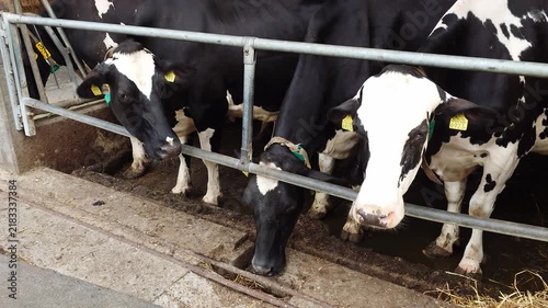 Black and white Holstein cows standing behind metal rail in indoor barn pen.
