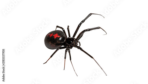 Foto Dangerous black widow spider insect wildlife isolated on transparent background