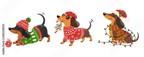 Adorable holiday dachshund trio celebrating christmas in cozy knitwear with festive accessories, ornaments and sparkling seasonal decorations