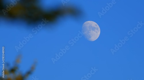 Waxing gibbous Moon with tree silhouettes on a daylight blue sky.