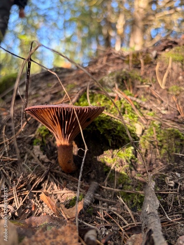 Картината върху платно Wild brown mushroom growing on forest floor in autumn