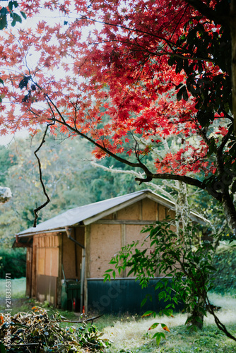 фотографія Wooden shed beneath red autumn foliage