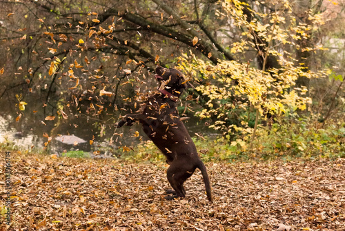 Labrador Retriever hat Spaß im Herbstlaub