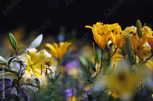 Obraz na plátně 暗い背景に浮かぶ黄色いユリの花