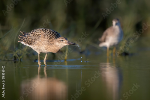 Some sandpipers in the water