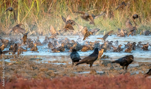 A huge group of starlings playing in the water
