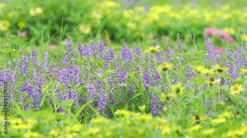紫の花。初夏から秋まで公園や花壇を彩るアンゲロニアのある風景。そよ風に揺れる様子。黄色いジニア。背景。自然風景素材。