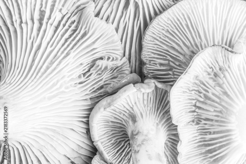 bunch yellow mushrooms chanterelles  close-up top view, black and white photo