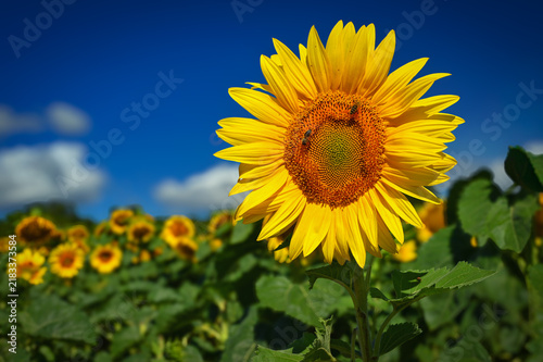 Sunflower. Beautiful yellow blooming flower with blue sky. Colorful nature background for summer season. (Helianthus)