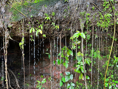 Water droplets dripping from green mossy rock wall covered with plant roots and vines. Beautiful natural wet rainforest background representing ecology, freshness, and moisture.