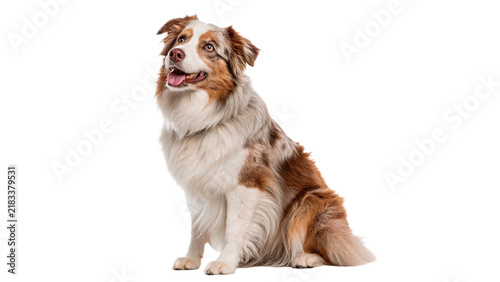Quadro su tela Beautiful Australian shepherd dog sitting down looking up isolated on transparen