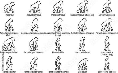 Photography Human Evolution Stages Line Vector Icon Set featuring Early Hominids Australopit