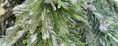 Quadro su tela Pine Needles Encased in Ice After Freezing Rain