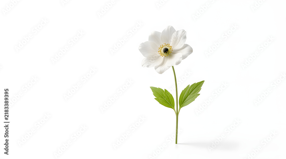 Obraz premium White flower on green stem in close-up for botanical and nature themes