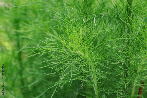 Obraz na plátne Fresh green dill plant close-up with delicate feathery leaves