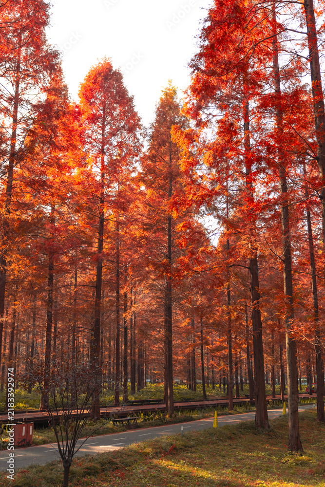 Fototapeta premium Autumn Forest Path with Vibrant Red and Orange Trees