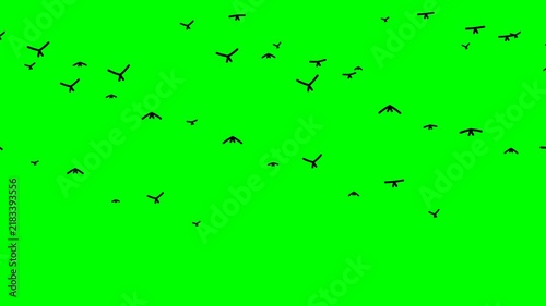 Flying Birds Flock Green Screen Chroma Key Silhouette Animation Overlay Stock Footage.