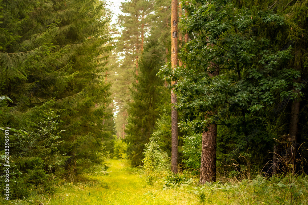 Obraz premium Forest path stretches through tall pine trees bathed in soft early morning sunlight. Concept of peaceful forest atmosphere and tranquil nature setting for mushroom foraging walk in pine woodland.