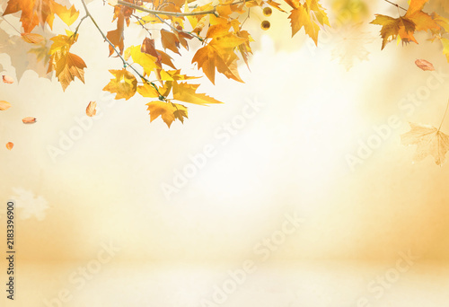 Fall scene in cream color shades. Autumn background with shadow of maple tree leaves on a wall.