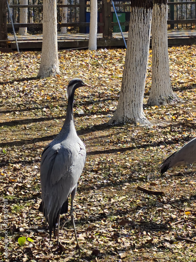 Fototapeta premium Gray Crane Standing in a Zoo Enclosure