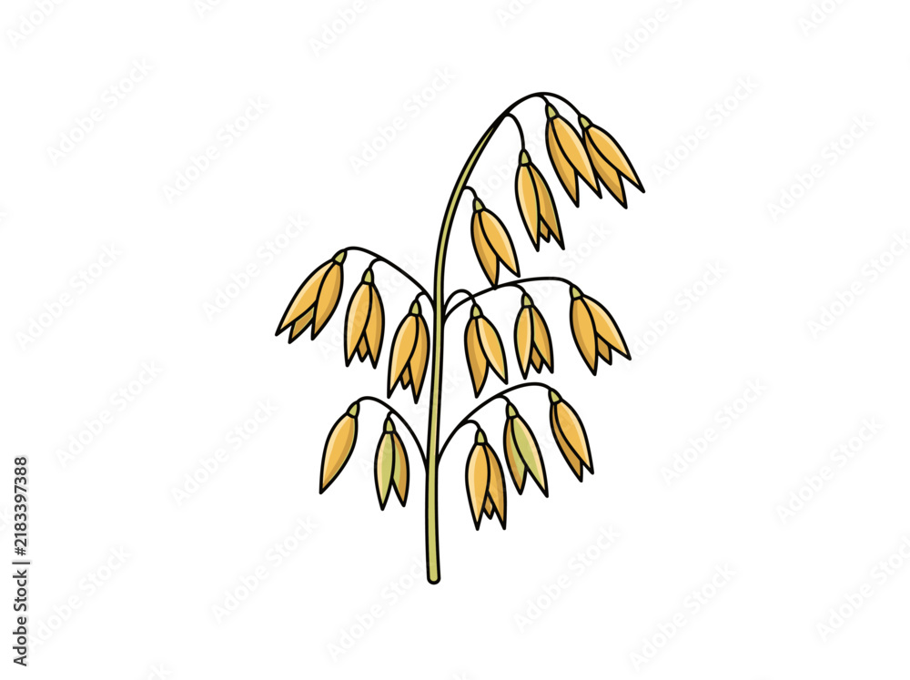 Obraz premium Flat vector illustration of single oat ear cereal plant icon isolated on white background, health food ingredient