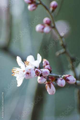 White Spring Blossom with Pink Buds on Branch