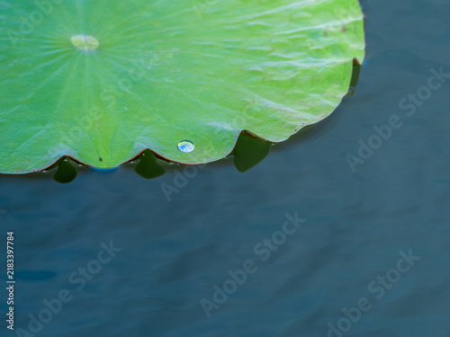 Green Lily Pad Floating on Calm Water