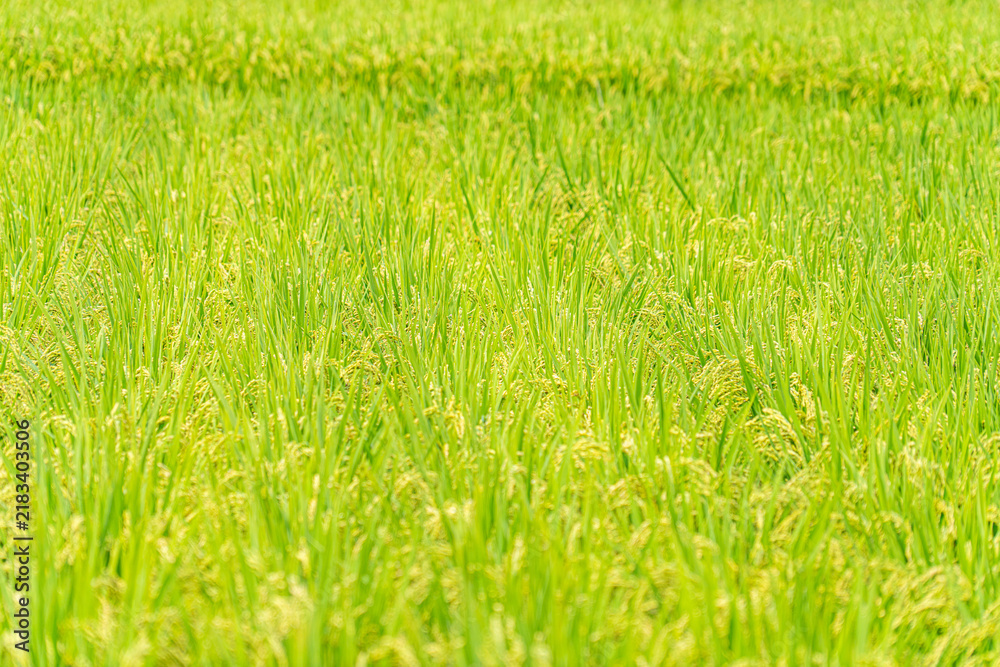 Fototapeta premium Ripening green rice plants filling a cultivated paddy field