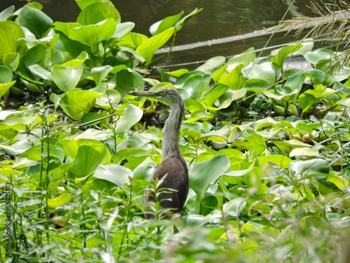 Obraz na plátně Indian pond heron standing among lush green water hyacinth leaves in a wetland h