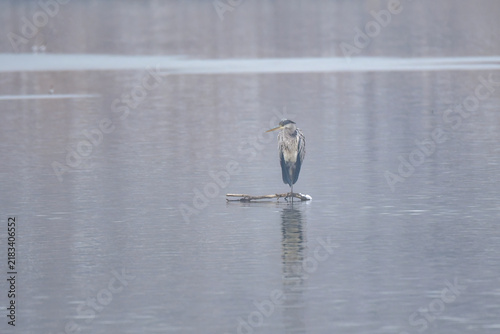 фотографія Solitary Grey Heron Standing on a Branch in Calm Winter Wetland