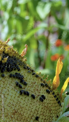 Great tit resting on a sunflower amid a soft summer garden