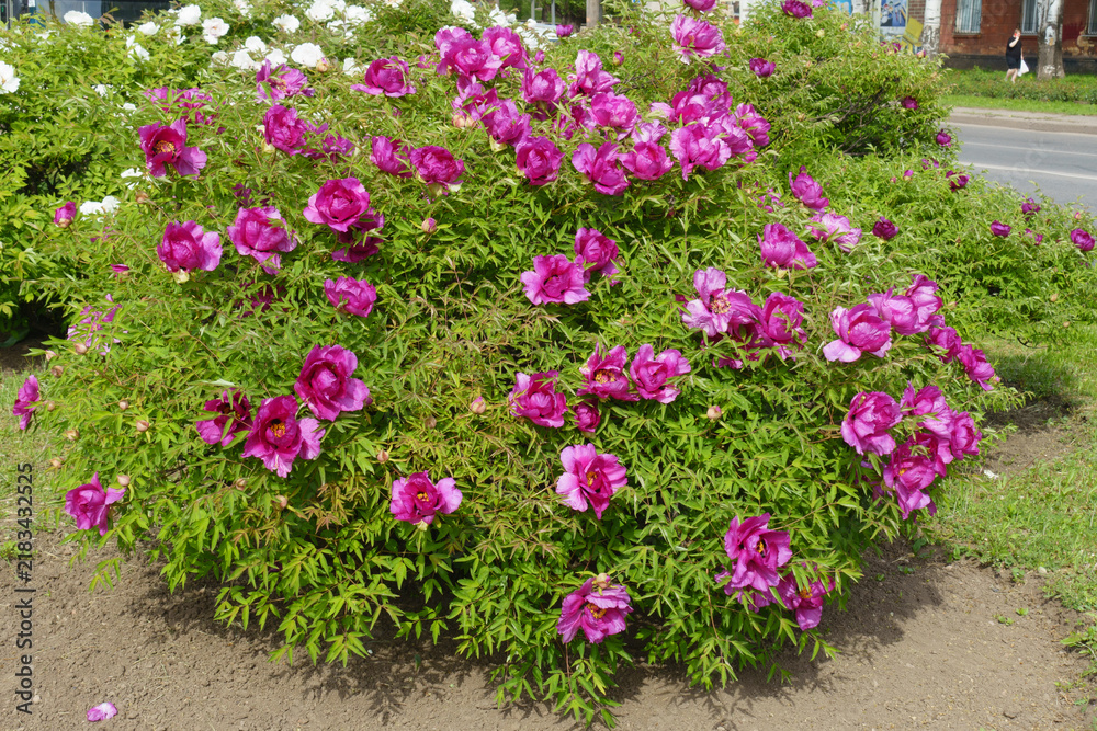 Naklejka premium Bright pink flowers of tree peony in mid May