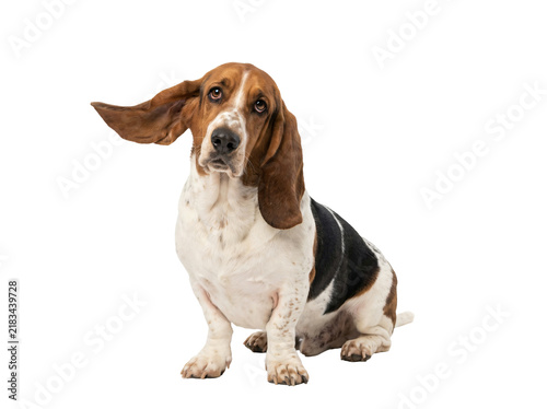 Obraz na płótnie Basset hound dog with long floppy ears and sad soulful eyes looking up during a