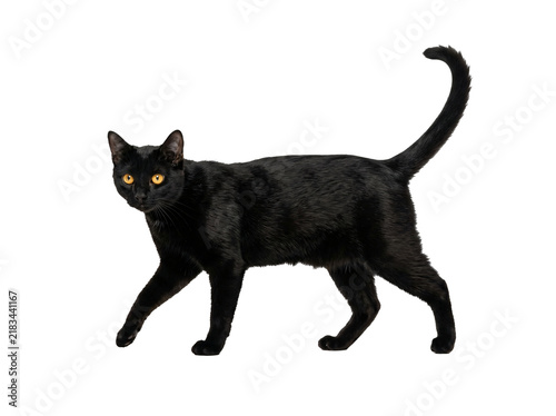Obraz na płótnie Sleek black cat with bright golden eyes walks gracefully in profile view capture