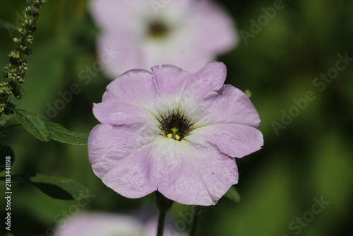 Petunia purple flowers blooming in a garden