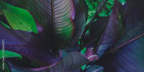 Fantasy foliage background. Canna Lilies plant leaves close up, blurred image. Exotic plants abstract wallpaper, place for text. Image manipulation