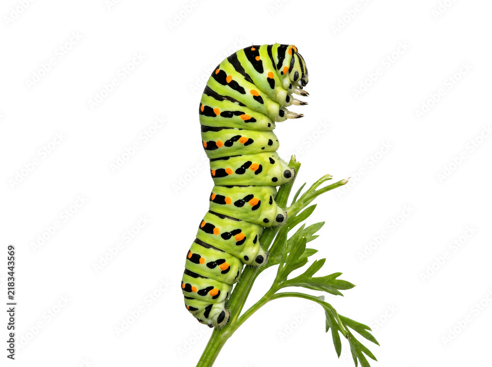 Obraz premium Vibrant green caterpillar with black stripes and orange spots crawling on a delicate plant stem in macro detail on transparent background