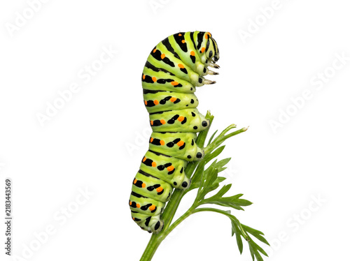 Quadro su tela Vibrant green caterpillar with black stripes and orange spots crawling on a deli
