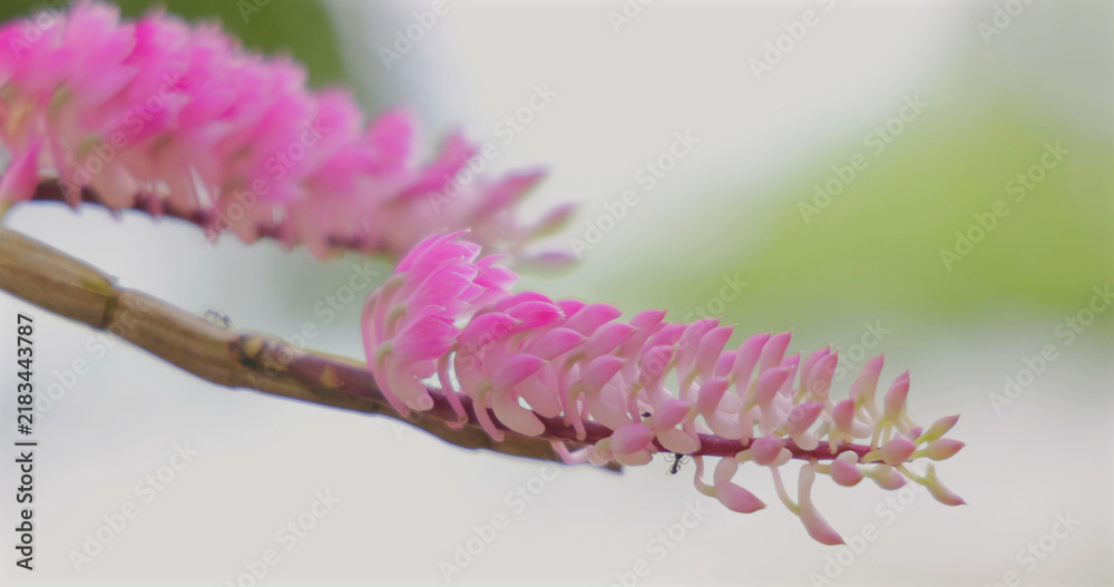 Obraz premium Pink toothbrush orchid, Dendrobium secundum, blooming on branch in tropical garden. Exotic floral background, botanical nature photography, wellness and spa concept, nobody.