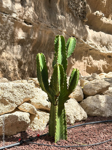 Foto Green cactus plant growing in a rocky garden against a sunlit stone wall
