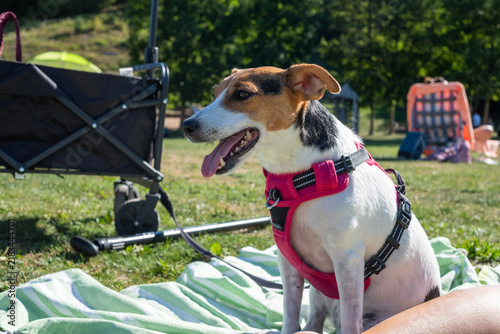 A beautiful Jack Russell dog with white and brown fur pictured on a lawn during an outdoor holiday