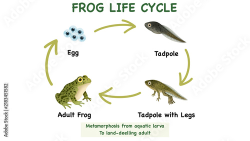 Educational illustration showing the frog life cycle diagram. The infographic features vector stages from eggs, aquatic tadpoles, and froglet to an adult amphibian metamorphosis.