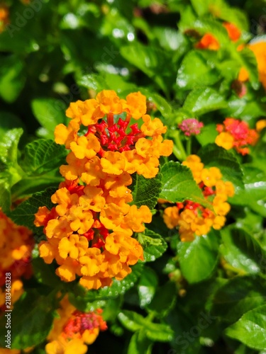 Cuadro en lienzo Close-up shot of vibrant orange and red Lantana camara flowers blooming in clusters under bright natural sunlight
